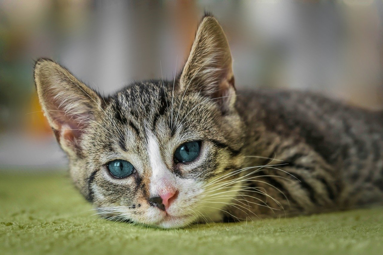 Read more about the article A importância da adoção de gatos: Por que adotar em vez de comprar gatos?